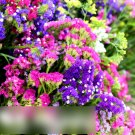 Super Seeds Limonium sinuatum Statice Petit Bouquet Dwarf Mix 80 Pcs