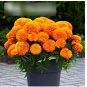 Super Seeds Natural Pigment Production Flower African Marigold Tall Orange 10+ Pcs