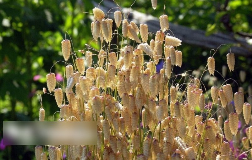 Super Seeds Briza maxima Greater Quaking Grass 400+ Pcs