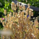 Super Seeds Briza maxima Greater Quaking Grass 400+ Pcs