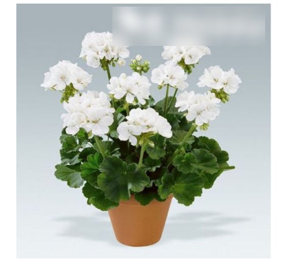 Super Seeds Pelargonium zonale Garden Geranium White Colorama 10 Pcs