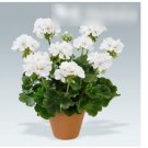 Super Seeds Pelargonium zonale Garden Geranium White Colorama 10 Pcs