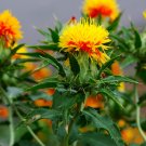 Super Seeds Carthamus Tinctorius Saffron Thistle Lemon Yellow 20 Pcs