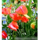 Super Seeds Sweet Pea Prince Of Orange Beautiful Flowers 20+ Pcs