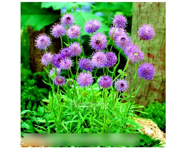 Super Seeds Jasione laevis Sheeps Bit Scabious Purple Lights Beuatiful Flowers  600 Pcs