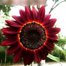 Super Seeds Helianthus annuus tall Sunflower Red Moulin Rouge 20 Pcs