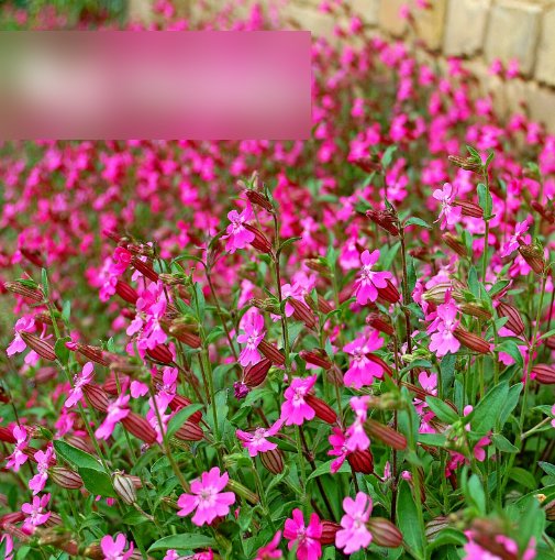 Super Seeds Silene pendula Carmine Double Flowered Nodding Catchfly Triumph 400 Pcs