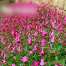 Super Seeds Silene pendula Carmine Double Flowered Nodding Catchfly Triumph 400 Pcs