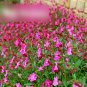Super Seeds Silene pendula Carmine Double Flowered Nodding Catchfly Triumph 400 Pcs