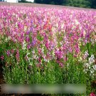 Super Seeds Linaria Maroccana Toadflax Baby Snapdragon 10000+ Pcs