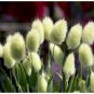Super Seeds Lagurus Ovatus Ornamental Grass Bunnys Tails 600 Pcs