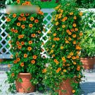 Super Seeds Thunbergia Alata Black Eyed Susah Sunrise Mix Beautiful Flowers 30+ Pcs