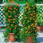 Super Seeds Thunbergia Alata Black Eyed Susah Sunrise Mix Beautiful Flowers 30+ Pcs
