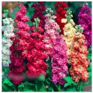 Super Seeds Matthiola Incana Mammouth Excelsior Column Stock 100 Pcs