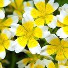 Super Seeds Limnanthes douglasii Yellow with White Edge Poached Egg Plant 400+ Pcs