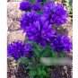 Super Seeds Campanula Superba Odessa Cluster Bellflower 2000 Pcs