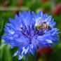 Super Seeds Centaurea Cyanus Blue Boy Cornflower Large Double 1000+ Pcs