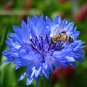 Super Seeds Centaurea Cyanus Blue Boy Cornflower Large Double 1000+ Pcs