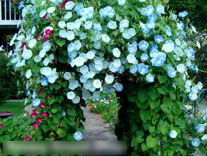 Super Seeds Ipomoea tricolor Flying Saucers Annual Flower 100+ Pcs