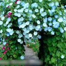 Super Seeds Ipomoea tricolor Flying Saucers Annual Flower 100+ Pcs