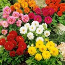 Super Seeds Variabilis Opera Dahlia Dwarf Double Mixed Flower 60 Pcs