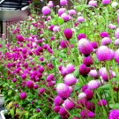 Super Seeds Gomphrena Globosa Mix Beautiful Flower 100+ Pcs