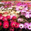 Super Seeds Dorotheanthus Mesembryanthemum Livingstone Daisy Mix 1000+ Pcs