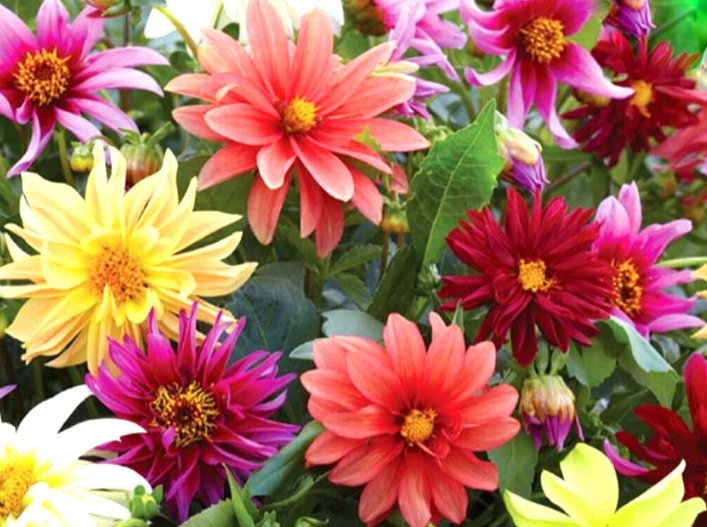 Super Seeds Dahlia Variabilis Dwarf Starlight Beautiful Flower 30 Pcs