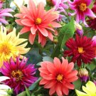 Super Seeds Dahlia Variabilis Dwarf Starlight Beautiful Flower 30 Pcs