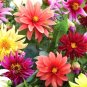 Super Seeds Dahlia Variabilis Dwarf Starlight Beautiful Flower 30 Pcs