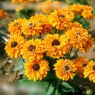 Super Seeds Rudbeckia hirta Gold Double Semi Dwarf Beautiful Flower 300 Pcs