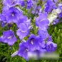 Super Seeds Campanula persicifolia Peach Leaved Bellflower Blue 1000+ Pcs