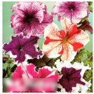 Super Seeds Petunia Superbissima California Giants Mix 100 Pcs