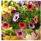Super Seeds Petunia Multiflora Veined Mix Beautiful Flower 200 Pcs