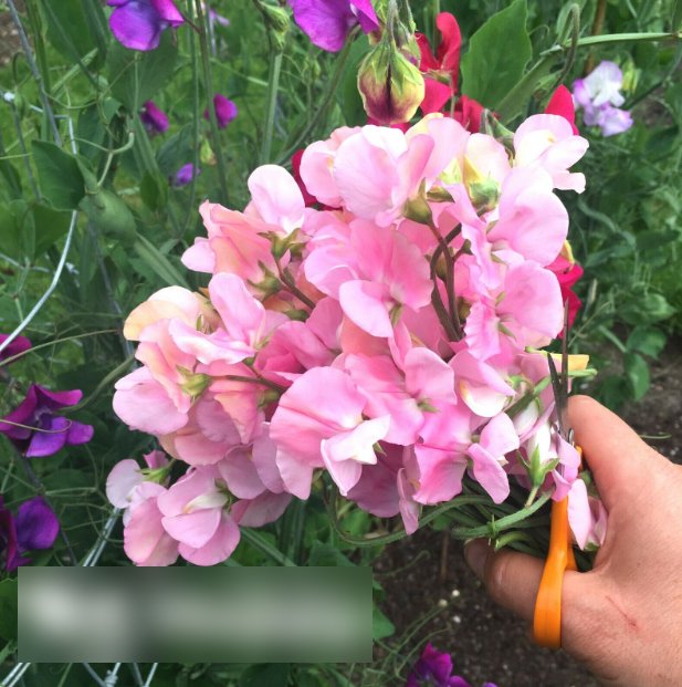Super Seeds Lathyrus Odoratus Pale Rose Pink Sweet Pea Neille Viner 10+ Pcs