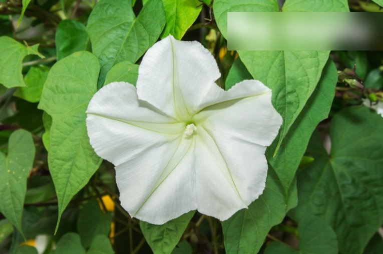 Super Seeds Ipomoea noctiflora alba Moonflower Strong night fragrant Vine 10 Pcs