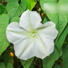 Super Seeds Ipomoea noctiflora alba Moonflower Strong night fragrant Vine 10 Pcs