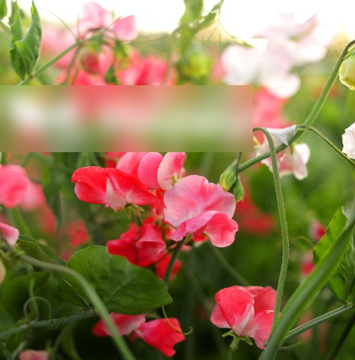 Super Seeds Latyrus odoratus Sweet Pea Parfume Edith Flanagan 10+ Pcs
