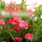 Super Seeds Latyrus odoratus Sweet Pea Parfume Edith Flanagan 10+ Pcs