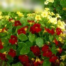Super Seeds Tropaeolum majus nanum Nasturtium Dwarf Night and Day  40 Pcs