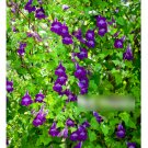 Super Seeds Asarina scandens Climbing Snapdragon Mix Beautiful Flower 10 Pcs