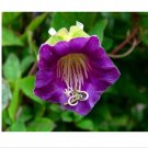 Super Seeds Cobaea scandens Rare Cup and Saucer Vine Purple 10+ Pcs
