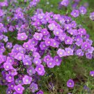 Super Seeds Nierembergia hippomanica Cupflower Mixed 600+ Pcs