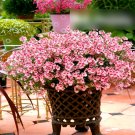 Super Seeds Diascia barberae Twinspur Pink Queen Beautiful Flower 300 Pcs