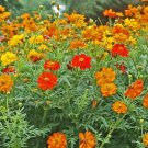 Super Seeds Cosmos Sulphureus Cosmos Polidor Mixture Beautiful Flower 200+ Pcs