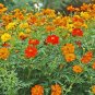 Super Seeds Cosmos Sulphureus Cosmos Polidor Mixture Beautiful Flower 200+ Pcs