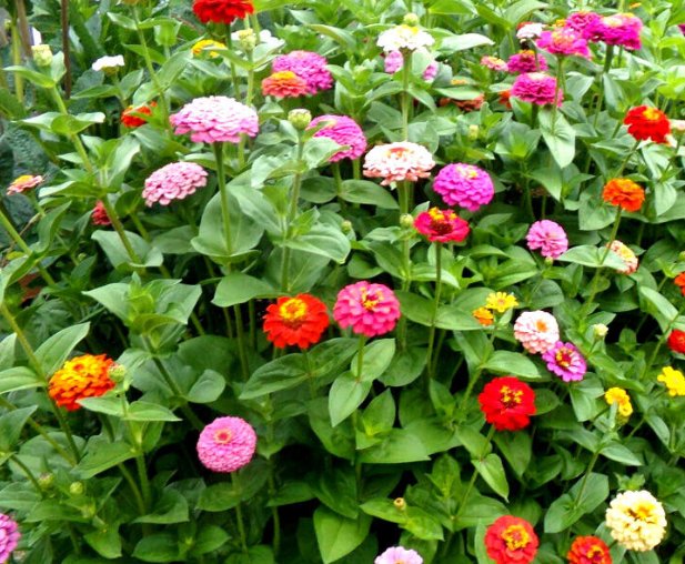 Super Seeds Zinnia elegans Dwarf Zinnia Lilliput Button Box Mix 200 Pcs