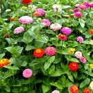 Super Seeds Zinnia elegans Dwarf Zinnia Lilliput Button Box Mix 200 Pcs