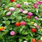 Super Seeds Zinnia elegans Dwarf Zinnia Lilliput Button Box Mix 200 Pcs