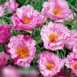 Super Seeds Portulaca grandiflora Moss Rose Happy Hour Peppermint 500 Pcs